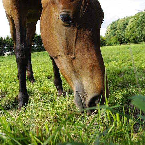 New paddock maintenance guide