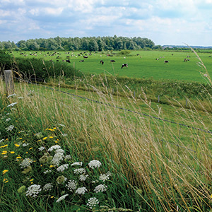 Check 'Made for SFI' seed mixtures carefully